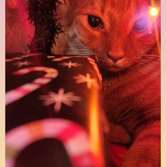 Please Read & Share Frankie's Story 🙏 Frankie God's Miracle Cat!!! - Picture 4 of 9